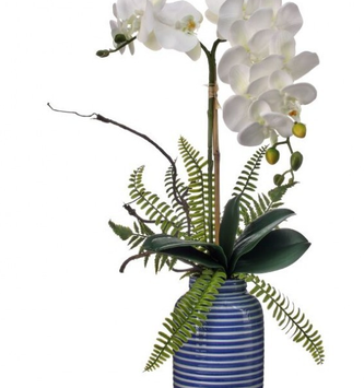 White Phalaenopsis in Striped Container (2-Sizes)