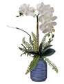 White Phalaenopsis in Striped Container (2-Sizes)