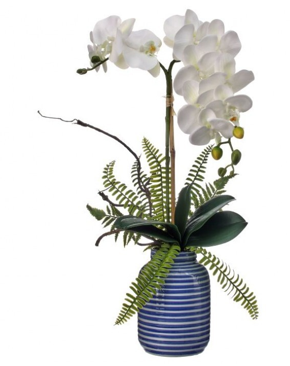 White Phalaenopsis in Striped Container (2-Sizes)