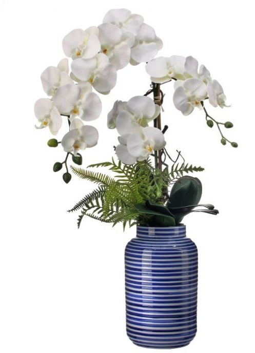 White Phalaenopsis in Striped Container (2-Sizes)