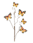 Monarch Butterfly Stem
