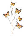 Monarch Butterfly Stem