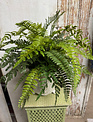 Custom Mixed Fern in Embossed Fern Container