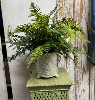 Custom Mixed Fern in Embossed Fern Container