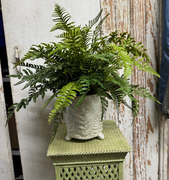 Custom Mixed Fern in Embossed Fern Container