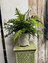 Custom Mixed Fern in Embossed Fern Container