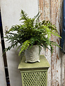 Custom Mixed Fern in Embossed Fern Container