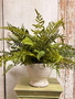 Custom Mixed Fern in White Distressed Container