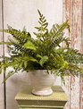 Custom Mixed Fern in White Distressed Container