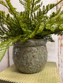 Custom Fern in Textured Green Container