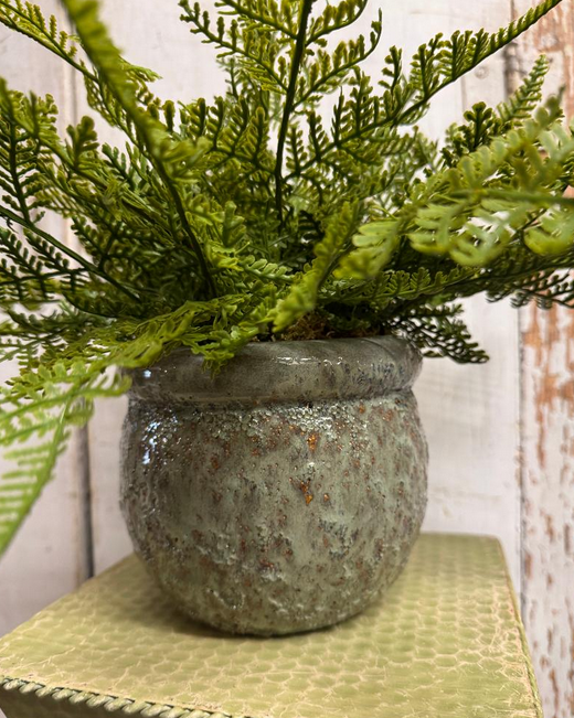 Custom Fern in Textured Green Container