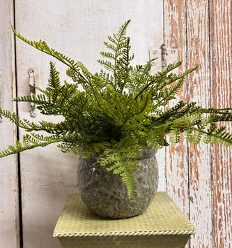 Custom Fern in Textured Green Container