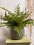 Custom Fern in Textured Green Container