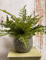 Custom Fern in Textured Green Container