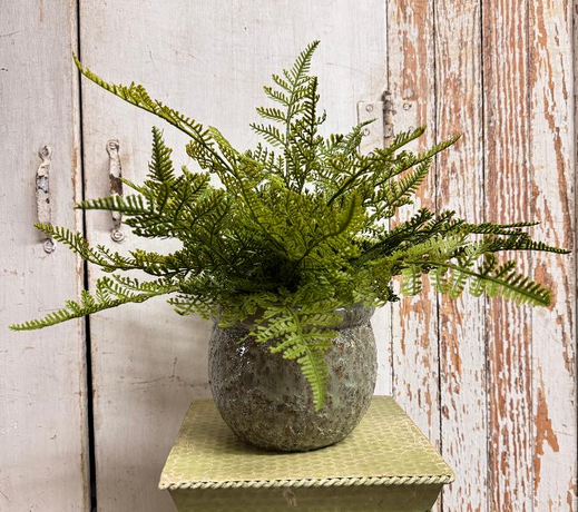 Custom Fern in Textured Green Container