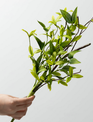 9" Ruscus Twig Pick