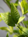 9" Ruscus Twig Pick