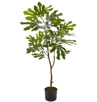 44.5" Potted Fig Tree