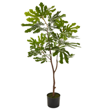 44.5" Potted Fig Tree