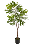 44.5" Potted Fig Tree