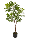 44.5" Potted Fig Tree