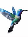 Hues of Blue Hanging Hummingbird