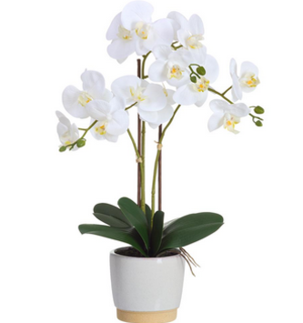 White Phalaenopsis in Two-Tone Container (2-Sizes)