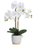 White Phalaenopsis in Two-Tone Container (2-Sizes)