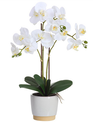 White Phalaenopsis in Two-Tone Container