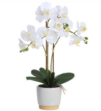 White Phalaenopsis in Two-Tone Container
