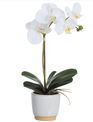 White Phalaenopsis in Two-Tone Container