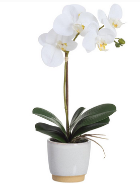 White Phalaenopsis in Two-Tone Container