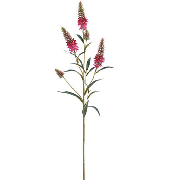Astilbe Garden Spray (2-Colors)
