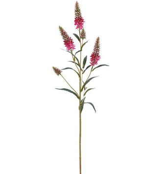 Astilbe Garden Spray (2-Colors)