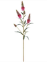 Astilbe Garden Spray (2-Colors)