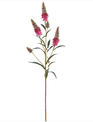 Astilbe Garden Spray