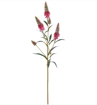 Astilbe Garden Spray