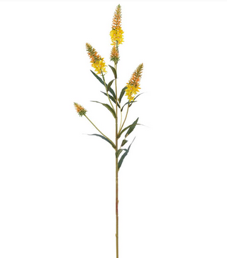 Astilbe Garden Spray