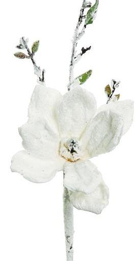 Snowy Japanese Magnolia Pick