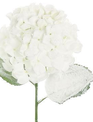 Frosted Hydrangea Spray