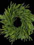 24" Mixed Evergreen Wreath