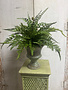 Custom Mixed Fern in Green Stoneware Container