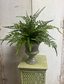 Custom Mixed Fern in Green Stoneware Container