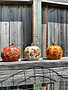 Harvest Pumpkin w/ Acorn Vine (3-Colors)