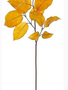 Autumn Salal Leaf