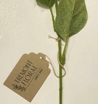 Golden Sunflower Stem