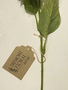 Golden Sunflower Stem