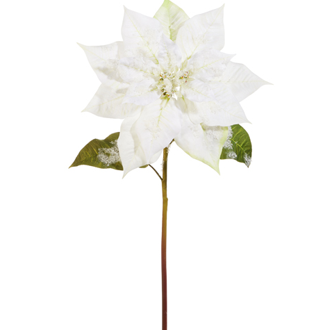 Iced White Poinsettia Stem