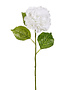 Snowy White Hydrangea Stem