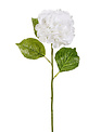 Snowy White Hydrangea Stem Snowy White Hydrangea Stem